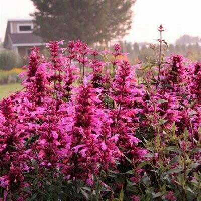 Agastache  'Rosie Posie'