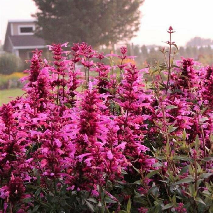 Agastache  &#39;Rosie Posie&#39;