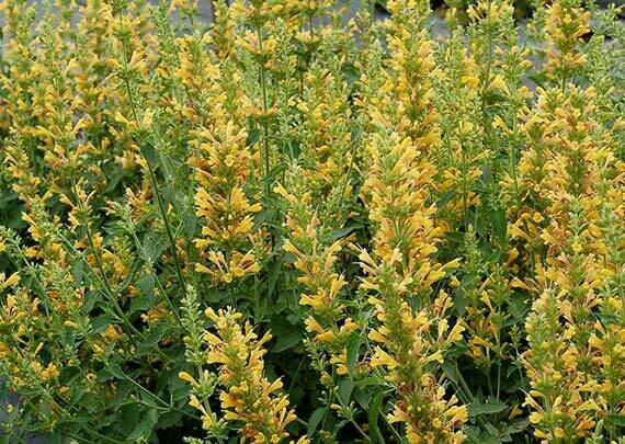 Agastache - Agastache
