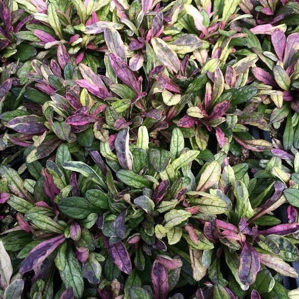 Ajuga &#39;Dixie Chip&#39;
