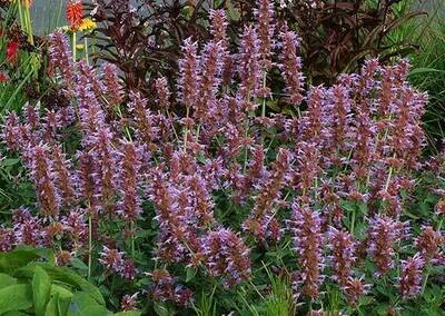 Agastache &#39;Kudos Silver Blue&#39;