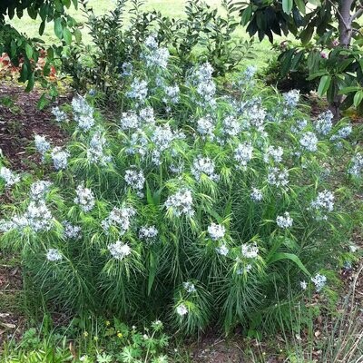 Amsonia &#39;Arkansas Blue Star&#39;