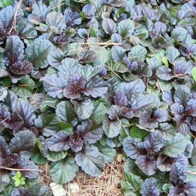 Ajuga 'Burgundy Glow'