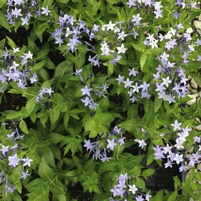 Amsonia &#39;Blue Ice&#39;
