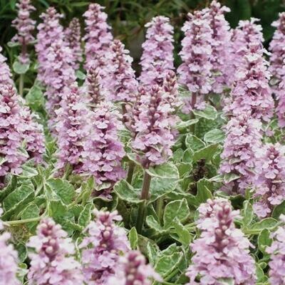 Ajuga - Pink Lightning