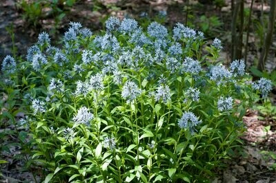 Amsonia &#39;Storm Cloud&#39;