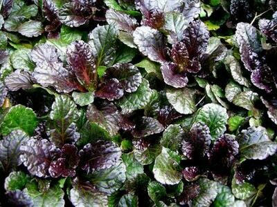 Bugleweed &#39;Black Scallop&#39; - Ajuga