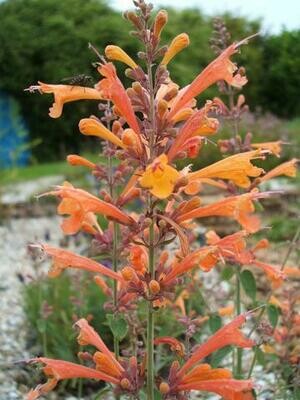 Giant Hyssop 'Apricot Sprite' - Agastache