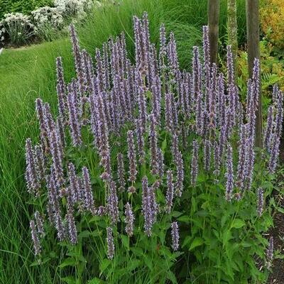 Giant Hyssop 'Blue Fortune' - Agastache