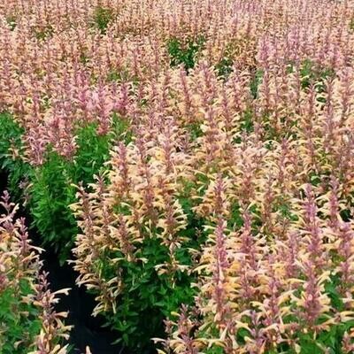 Giant Hyssop 'Peachie Keen' - Agastache
