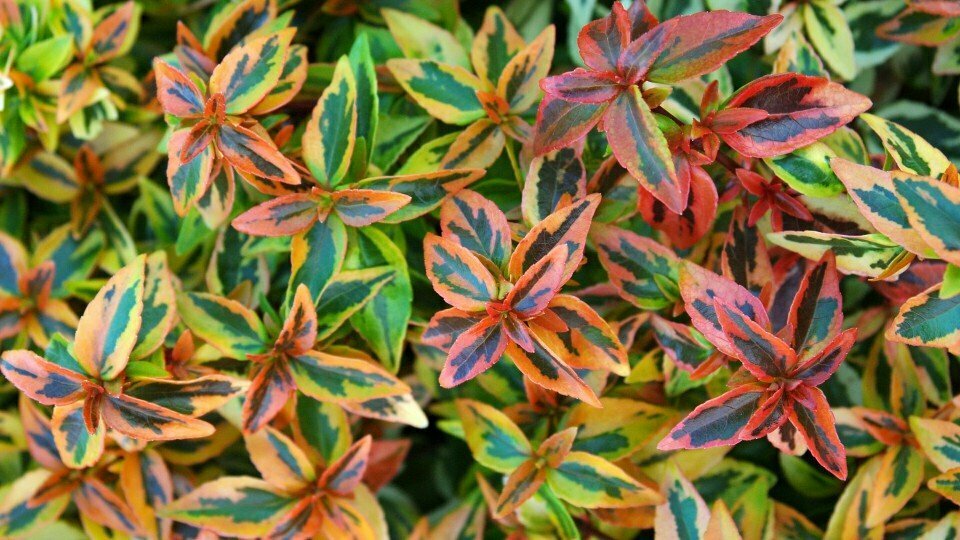 Abelia &#39;Kaleidoscope&#39; - Abelia x Grandiflora