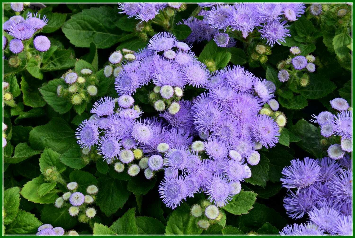 Ageratum &#39;Blue Hawaii&#39;