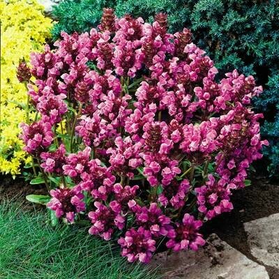 Allheal &#39;Bella Deep Rose&#39; - Prunella