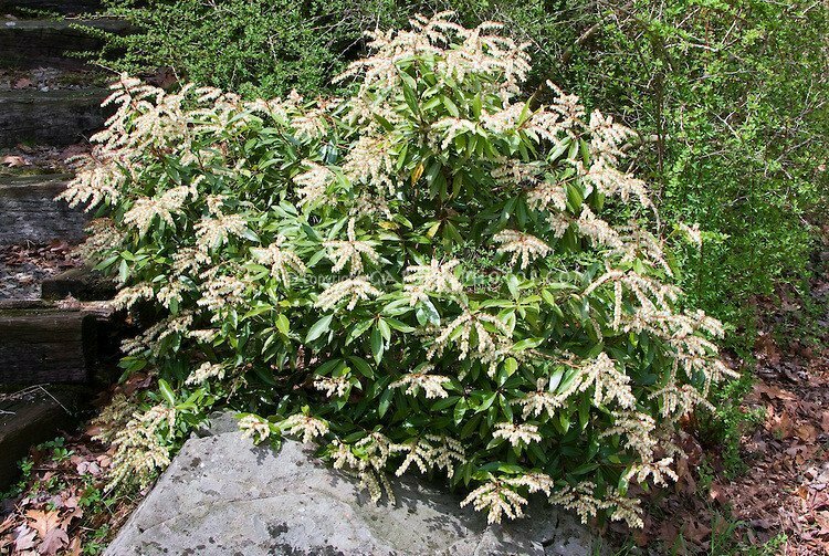 Andromeda &#39;Cavatine&#39; - Pieris Japonica