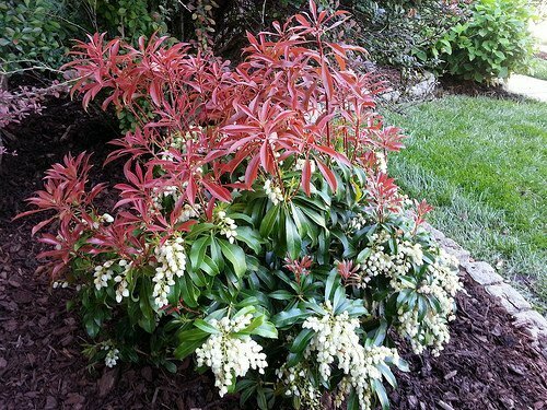 Andromeda &#39;Red Mill&#39; - Pieris Japonica