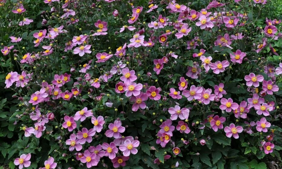 Anemone &#39;Pretty Lady Emily&#39;
