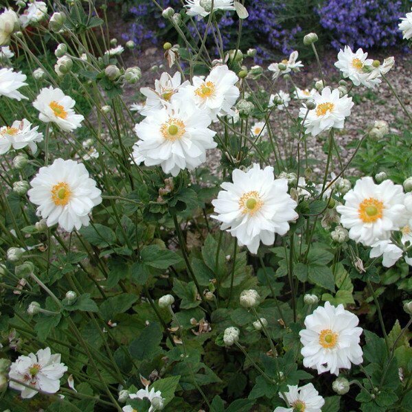 Anemone &#39;Whirlwind&#39;