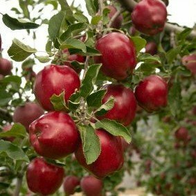 Apple Tree &#39;Red Delicious&#39;