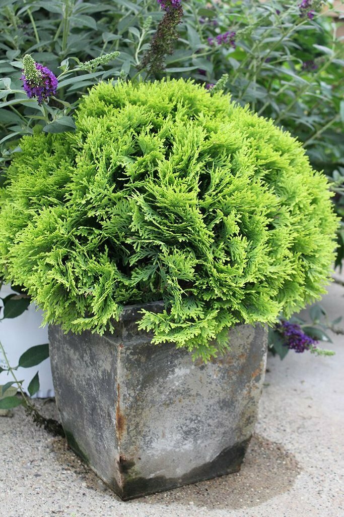 Arborvitae &#39;Anna&#39;s Magic Ball&#39; - Thuja Occidentalis