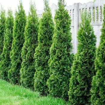 Arborvitae &#39;Emerald Green&#39; - Thuja Occidentalis