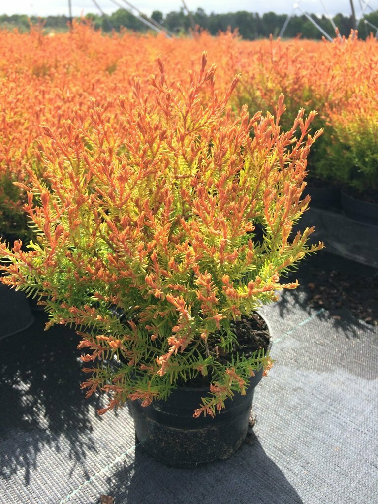 Arborvitae &#39;Fire Chief&#39; - Thuja Occidentalis