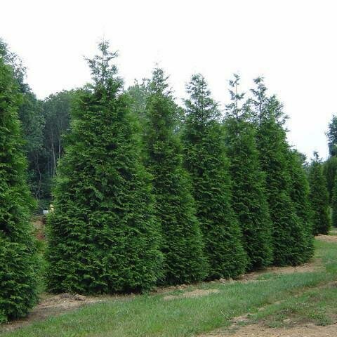 Arborvitae &#39;Green Giant&#39; - Thuja Plicata