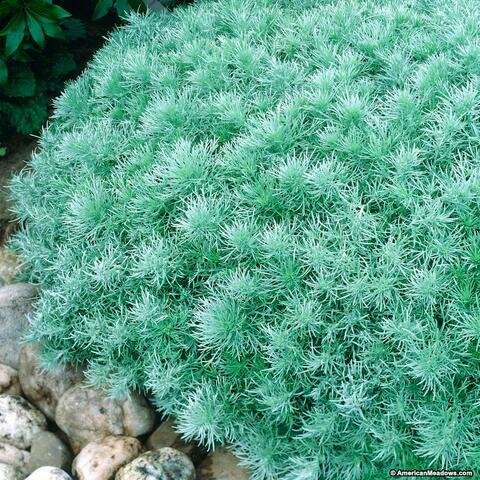 Artemisia &#39;Silver Mound&#39;