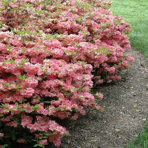 Azalea &#39;Blaauw&#39;s Pink&#39;