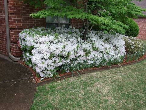 Azalea &#39;Bloom-A-Thon &#39;White&#39;&#39;