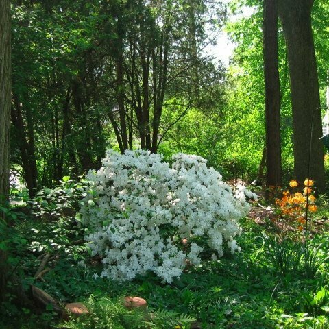 Azalea &#39;Delaware Valley White&#39;