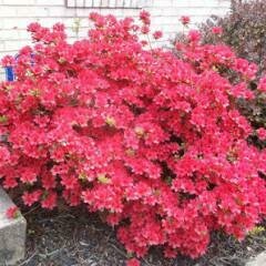 Azalea &#39;Girard&#39;s Fuschia&#39;