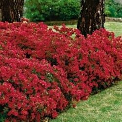 Azalea &#39;Hershey&#39;s Red&#39;