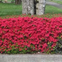 Azalea &#39;Hino Crimson&#39;