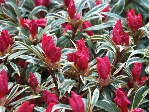 Azalea &#39;Silver Sword&#39;