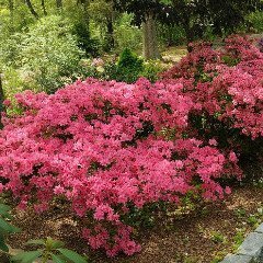 Azalea &#39;Tradition&#39;