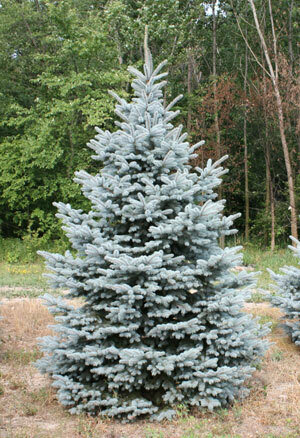 Baby Blue Spruce &#39;Blue Is Cool&#39; - Picea Pungens