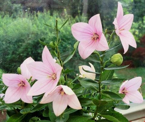 Balloon Flower &#39;Astra Pink&#39; - Platycodon