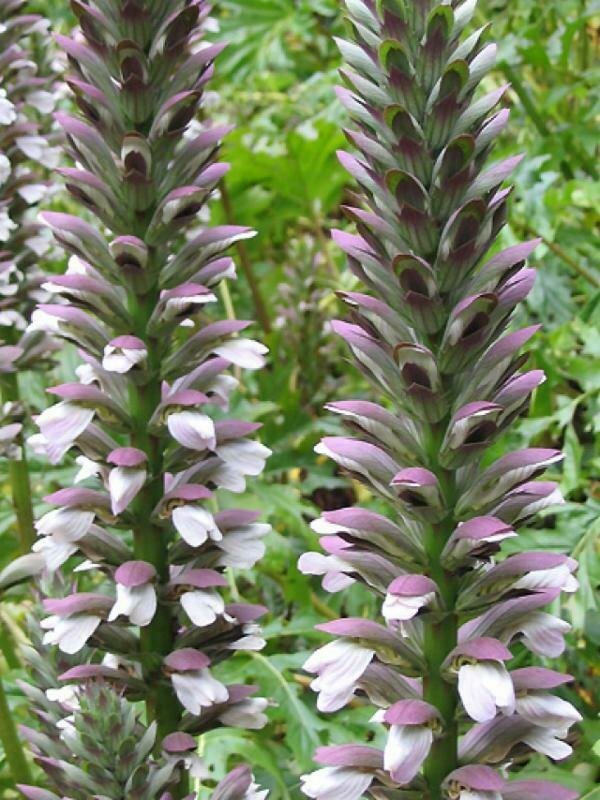 Bear&#39;s Breeches - Acanthus Spinosus
