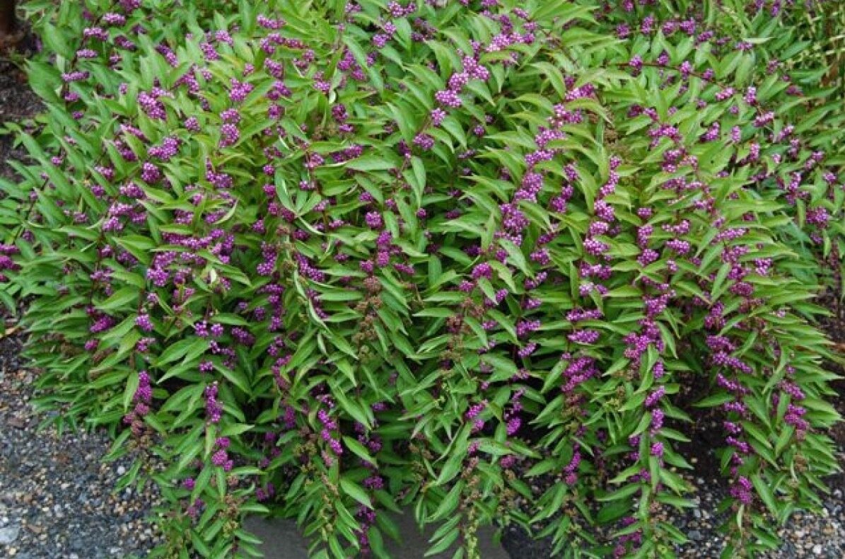 Beautyberry &#39;Early Amethyst &#39;