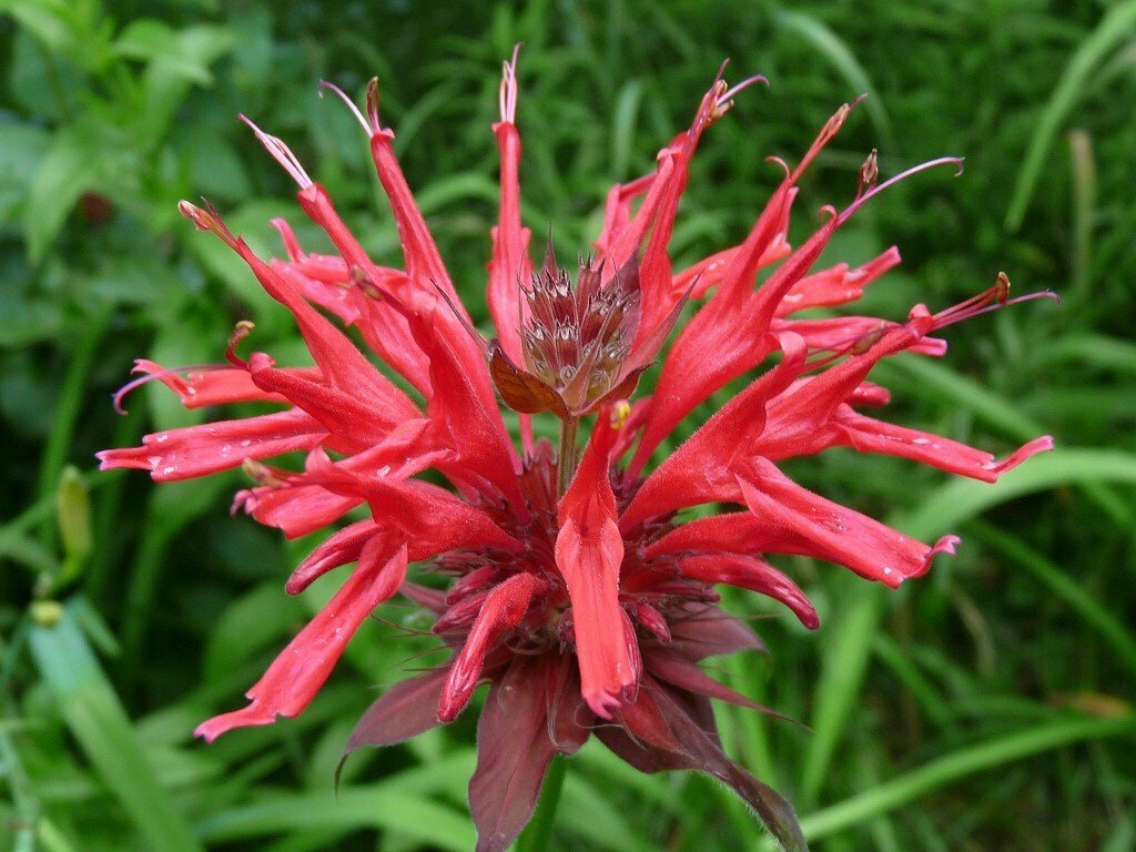 Bee Balm &#39;Fireball&#39; - Monarda