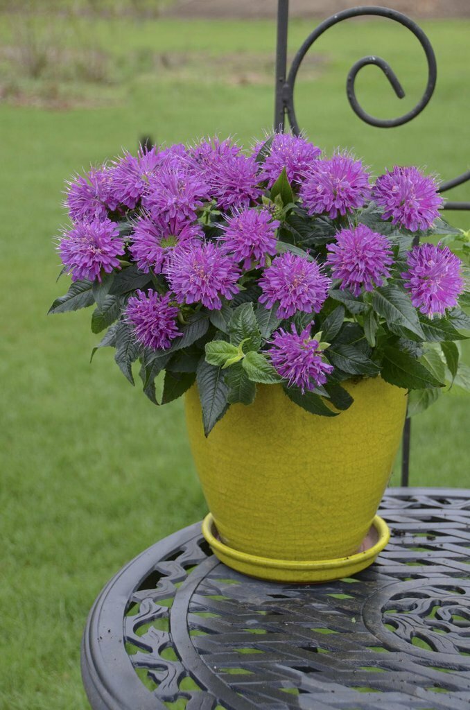 Bee Balm &#39;Pardon My Purple&#39; - Monarda