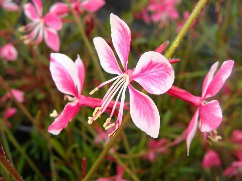 Beeblossom &#39;Siskiyou Pink&#39; - Gaura