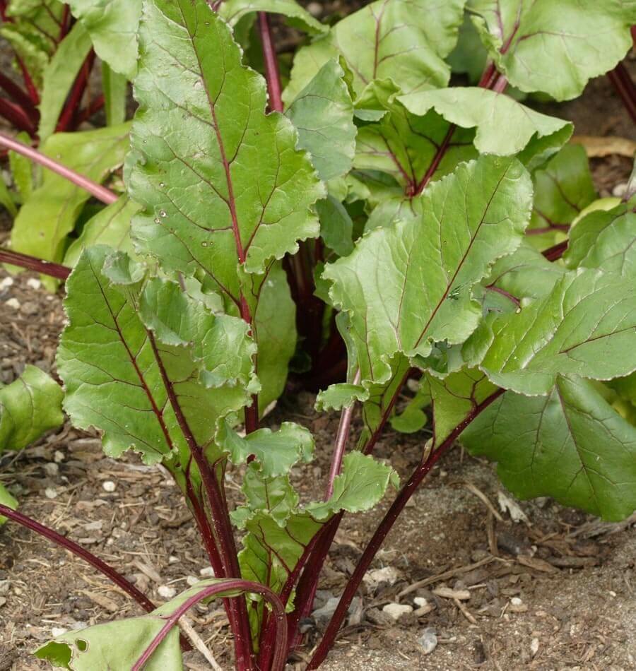Beets &#39;Early Wonder&#39;