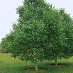 Birch &#39;White Satin&#39; - Betula