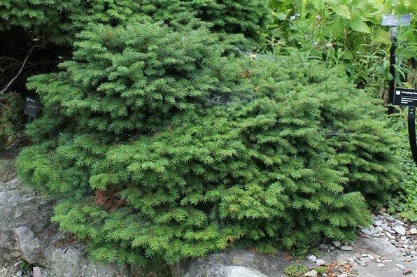 Bird&#39;s Nest Spruce - Picea Abies