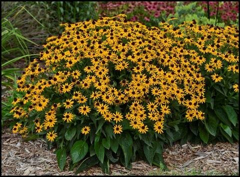 Black Eyed Susan &#39;Goldstrum&#39; - Aster