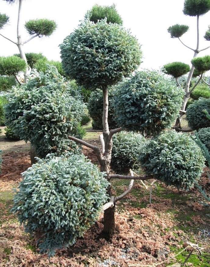 Blue Point Juniper &#39;Poodle&#39;