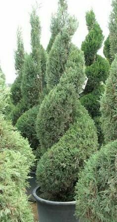 Blue Point Juniper &#39;Spiral&#39;