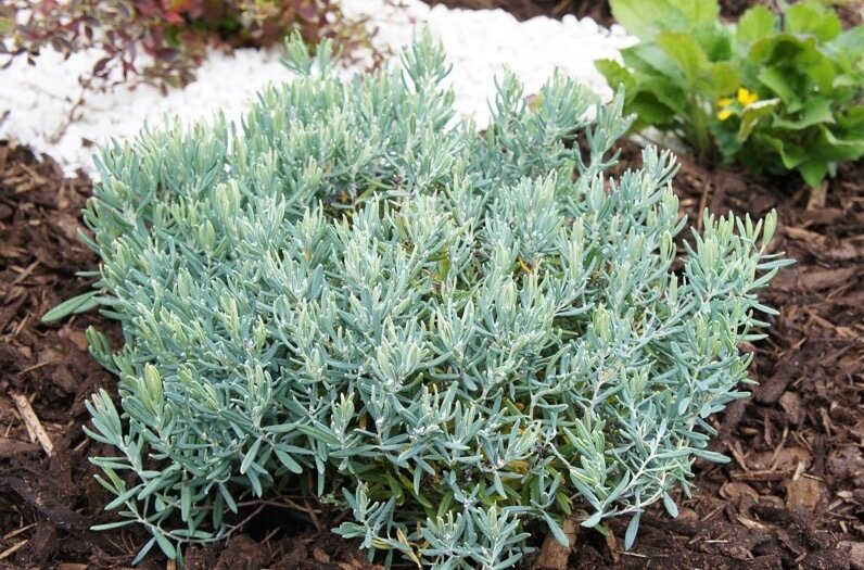Bog Rosemary &#39;Blue Ice&#39;