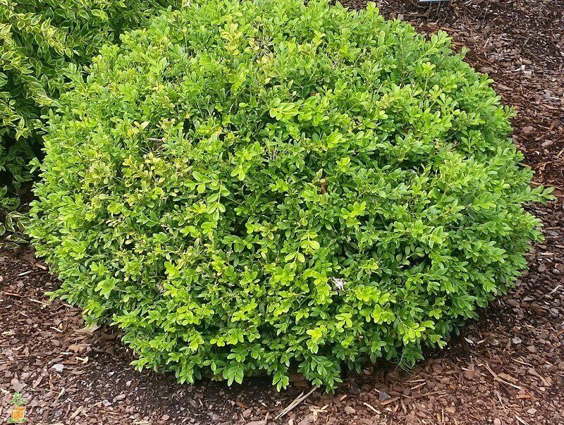 Boxwood &#39;Baby Gem&#39; - Buxus